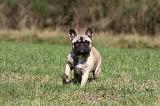 BOULEDOGUE FRANCAIS 570